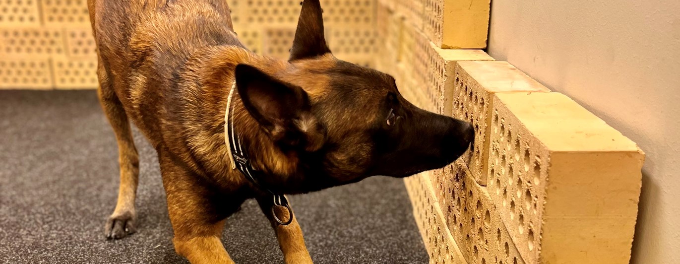 Malinoisen Kicka i träningsrummet på Danderyd-Täby Brukshundklubb (DTBK)