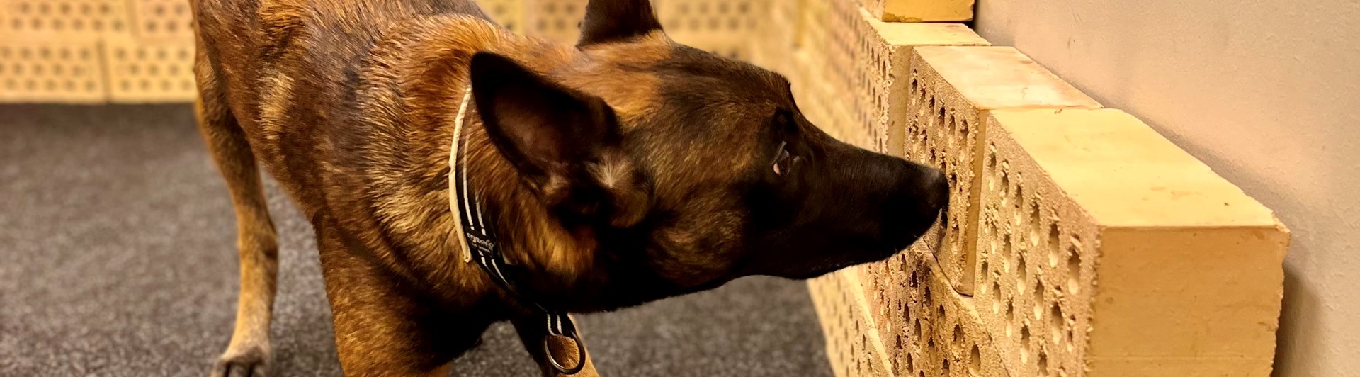 Malinoisen Kicka i träningsrummet på Danderyd-Täby Brukshundklubb (DTBK)