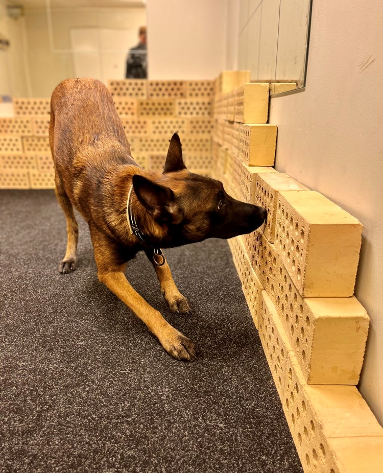 Malinoisen Kicka i träningsrummet på Danderyd-Täby Brukshundklubb (DTBK)