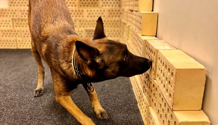 Malinoisen Kicka i träningsrummet på Danderyd-Täby Brukshundklubb (DTBK)