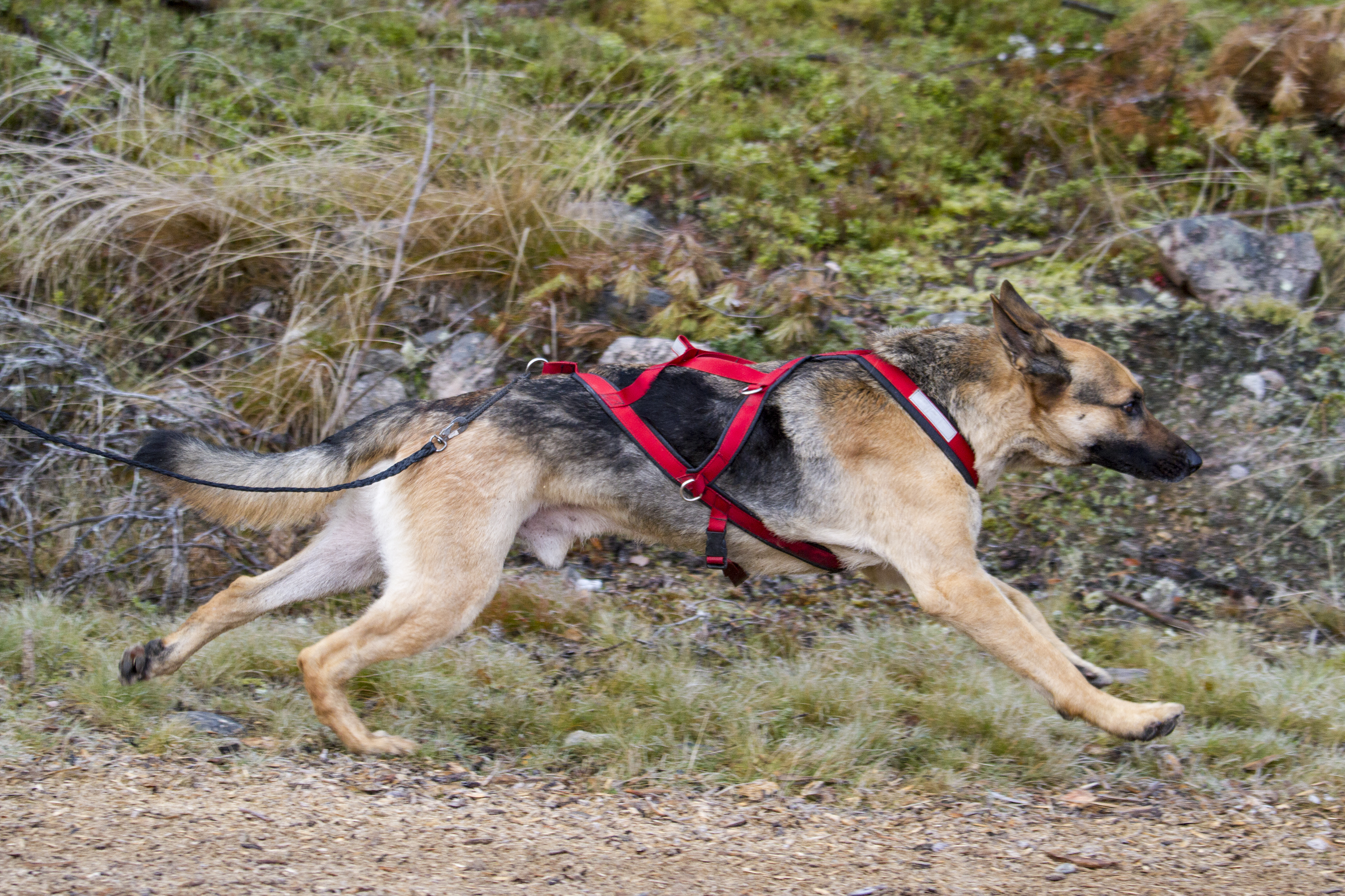 Schäfer i dragsele springer