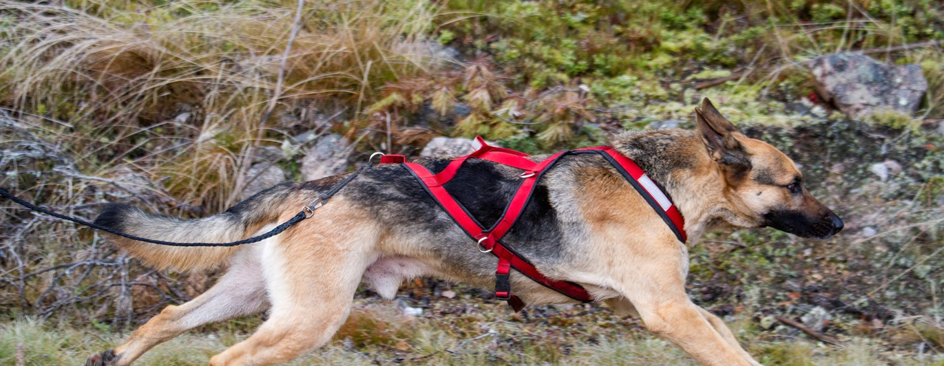 Schäfer i dragsele springer