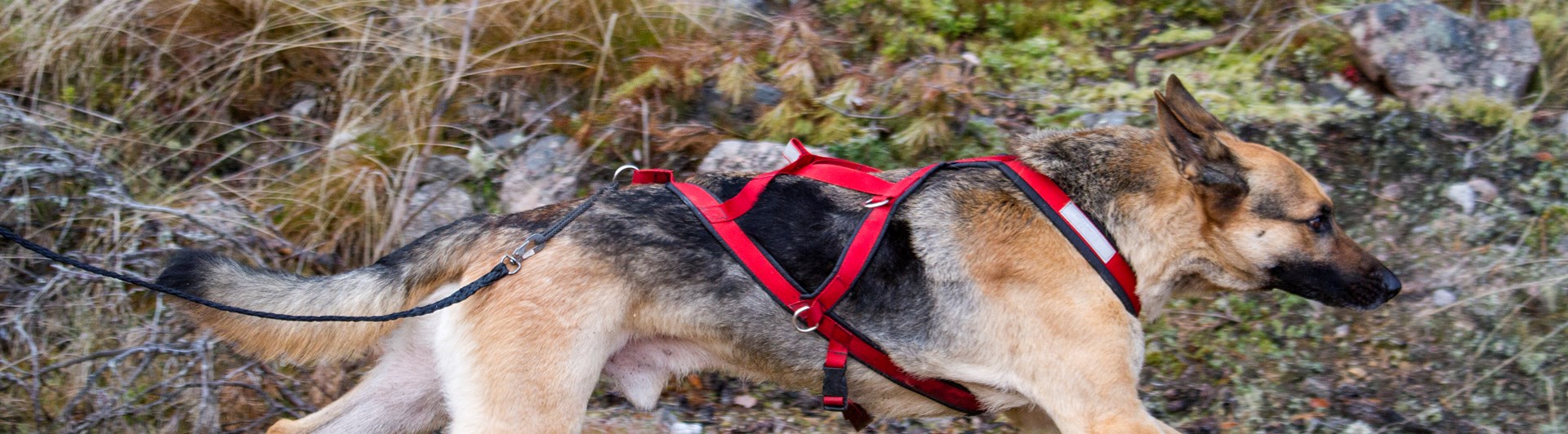 Schäfer i dragsele springer