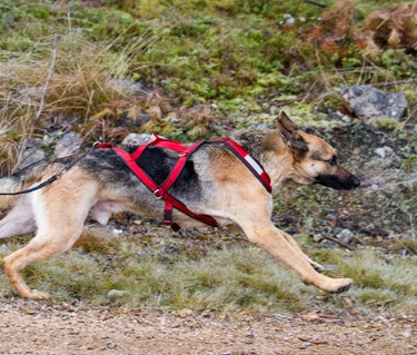 Schäfer i dragsele springer