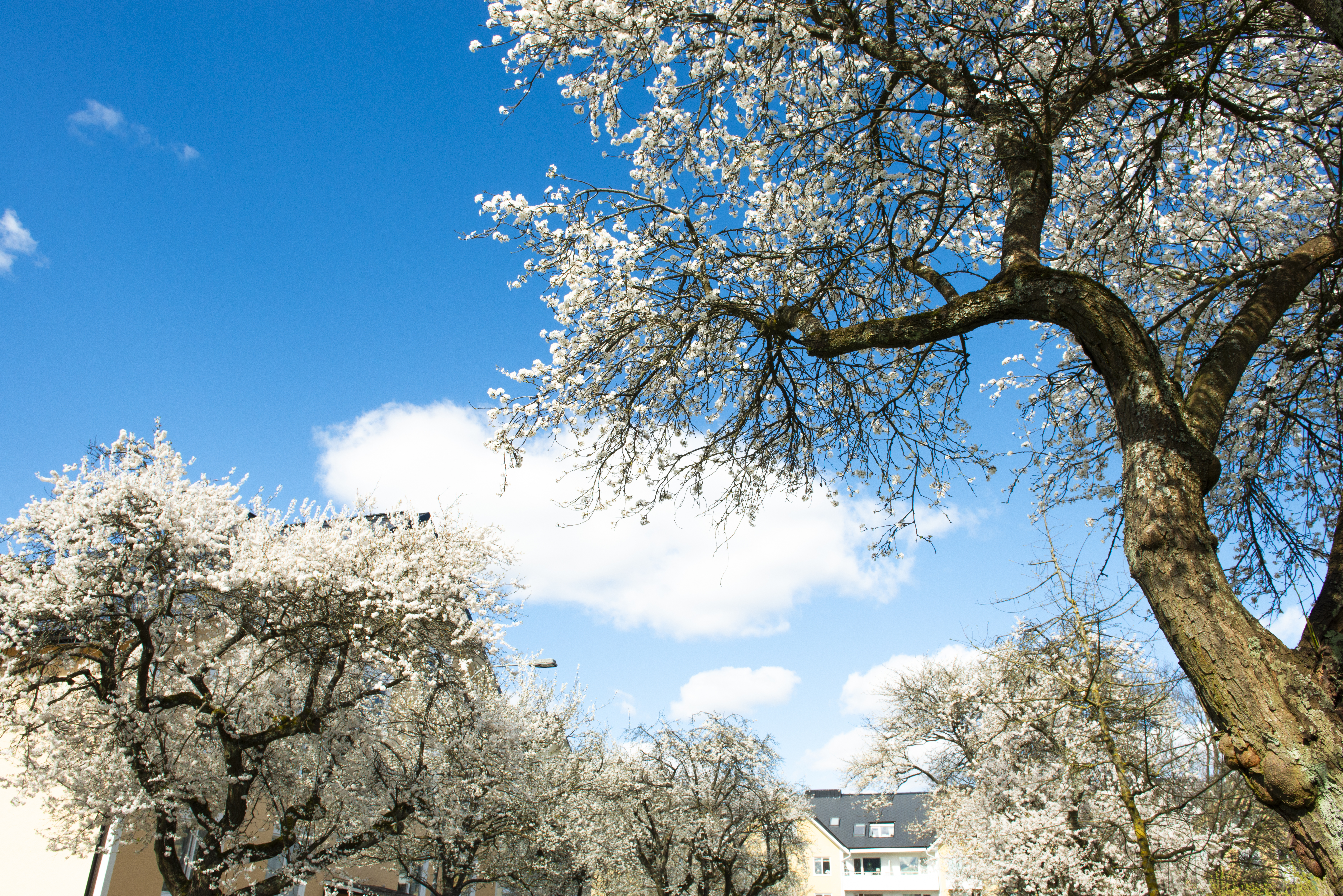 Blå himmel och trädkronor.