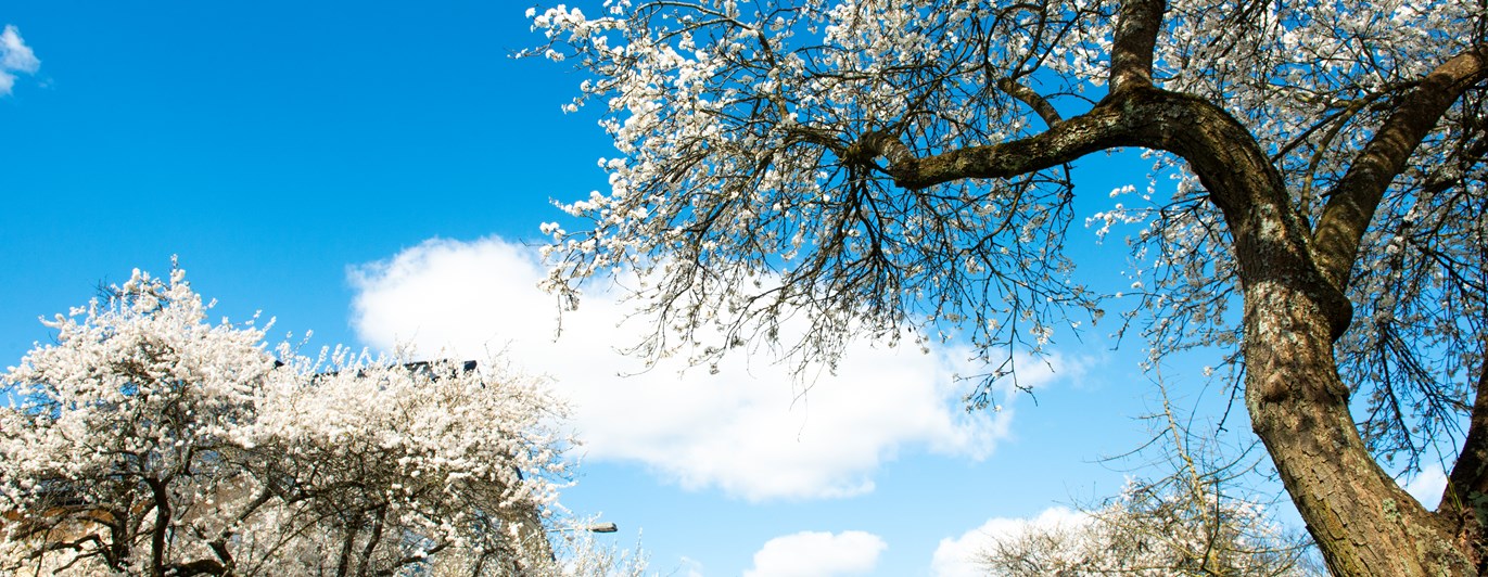 Blå himmel och trädkronor.