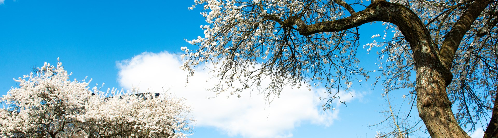 Blå himmel och trädkronor.