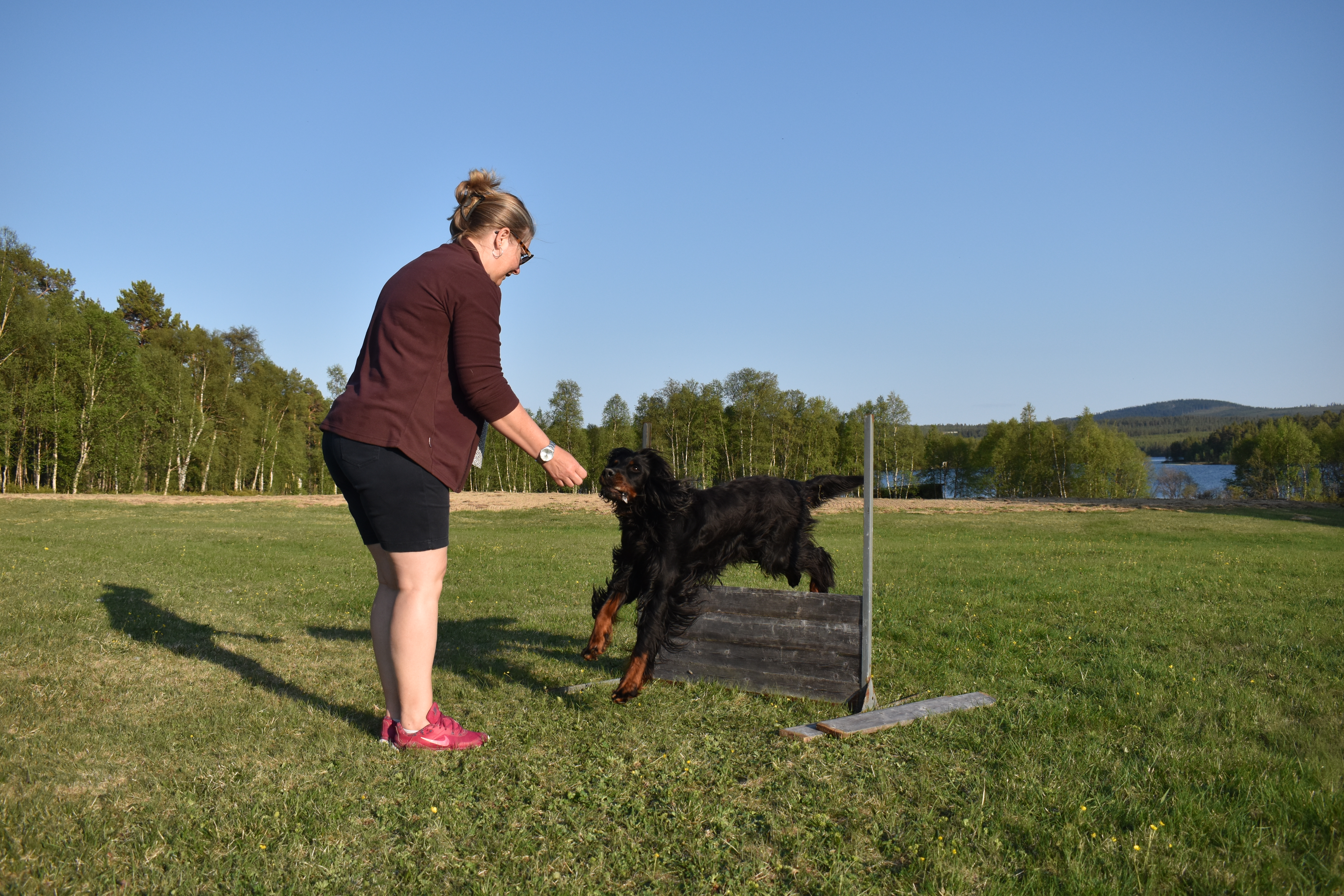 Gordonsettern Bruno med matte hoppar hinder