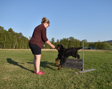 Gordonsettern Bruno med matte hoppar hinder