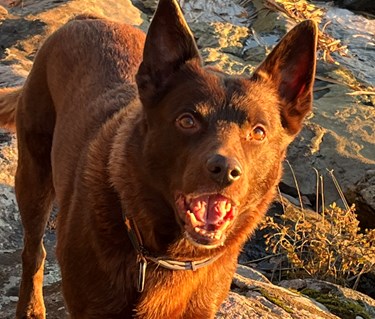 Australian kelpie