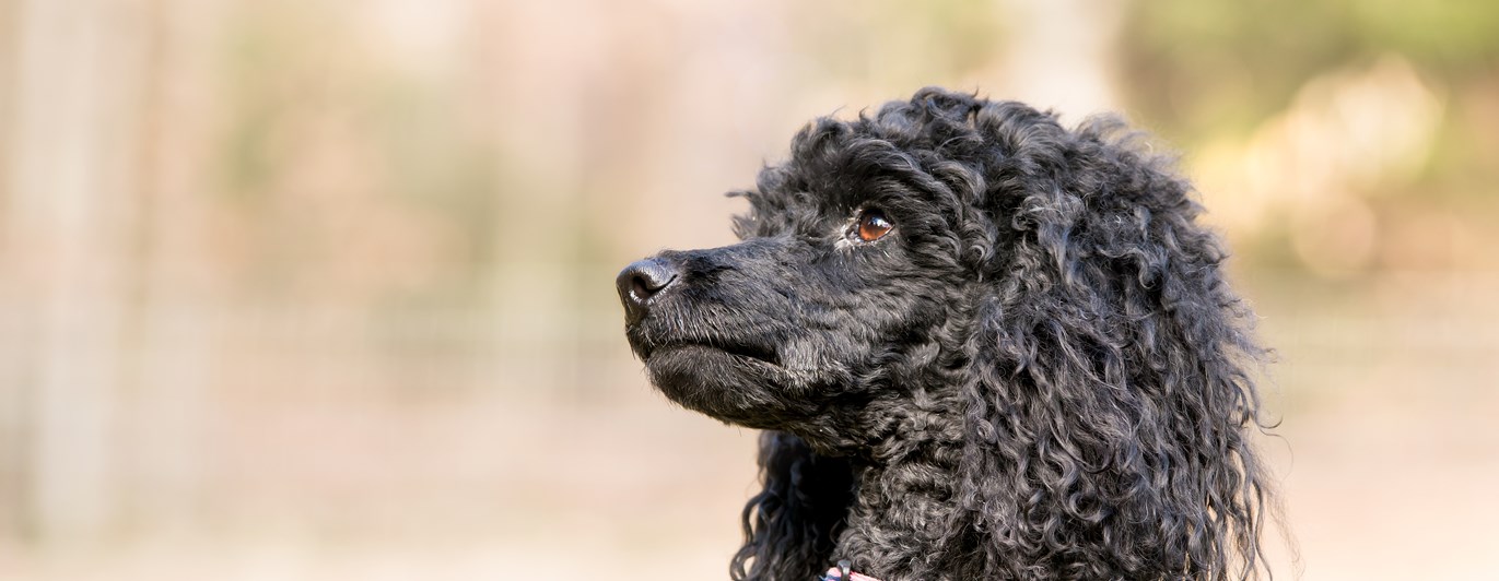 Pudeln Flora sitter fint och tittar uppmärksamt.