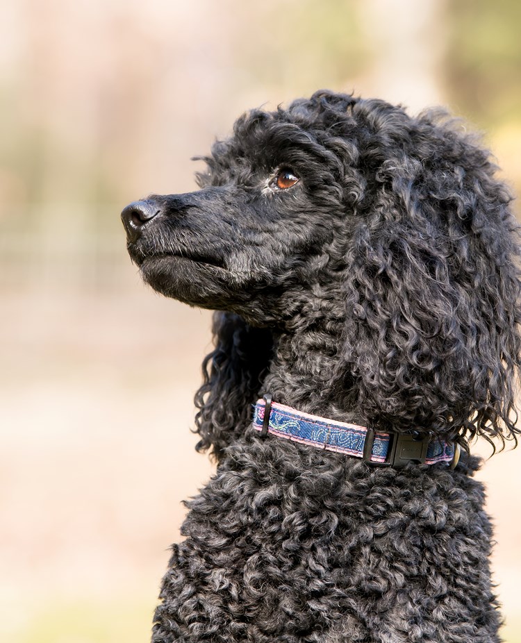 Pudeln Flora sitter fint och tittar uppmärksamt.