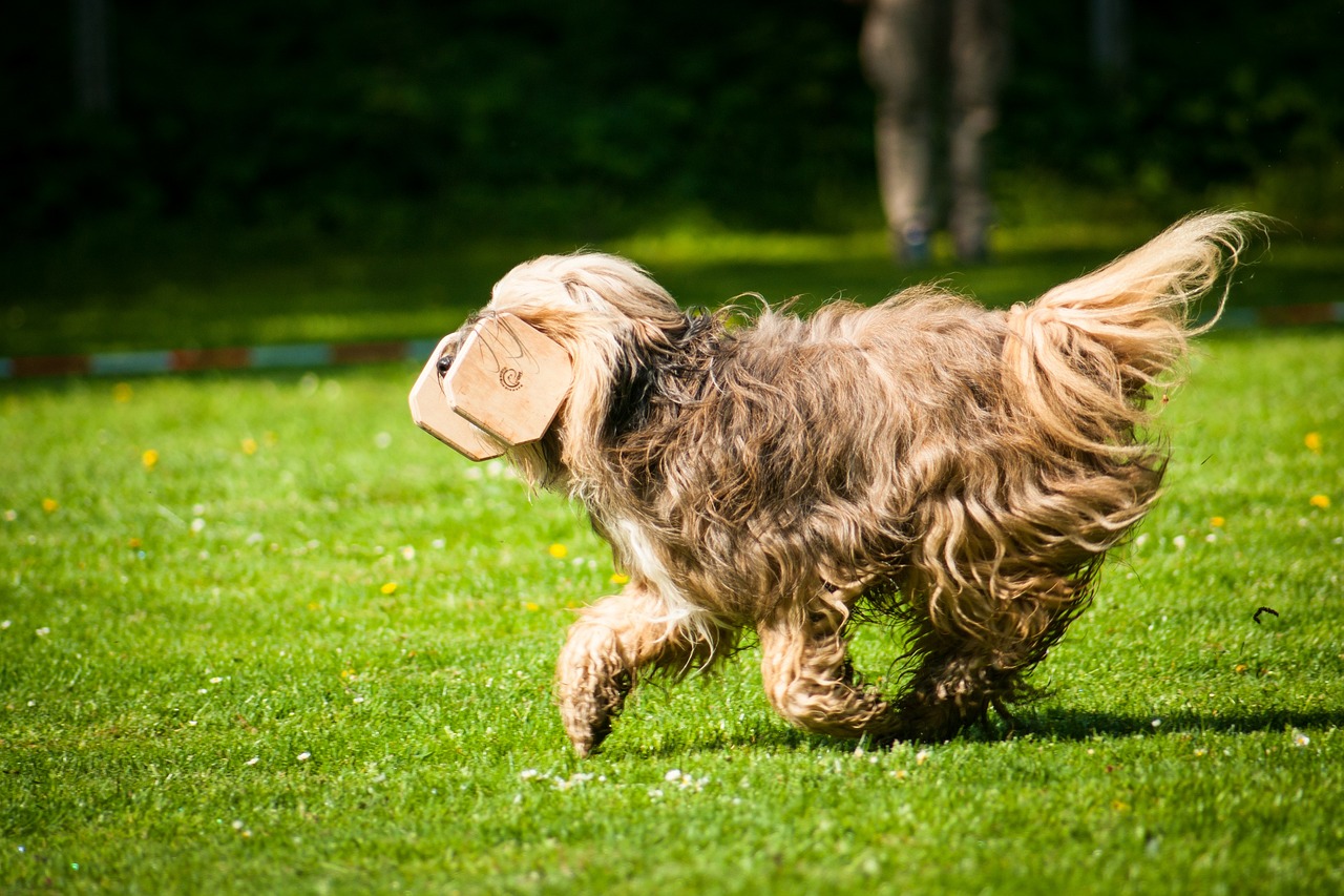 Apporterande Bearded Collie