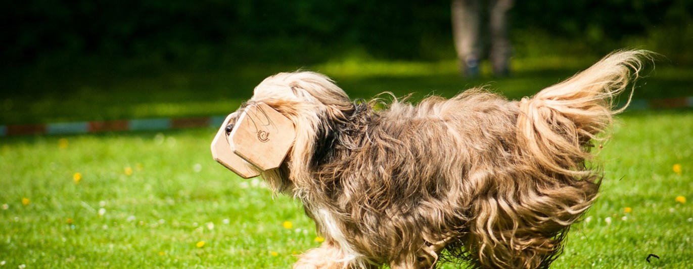 Apporterande Bearded Collie