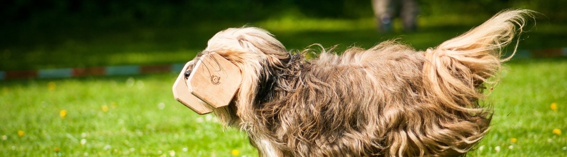 Apporterande Bearded Collie