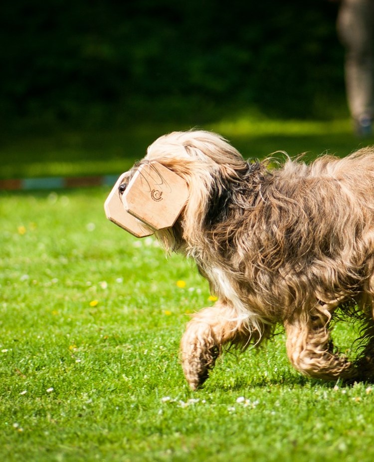 Apporterande Bearded Collie