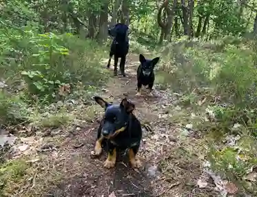 Tre hundar på rad