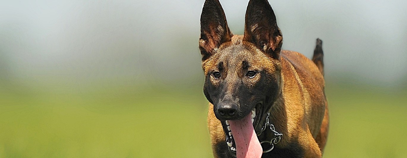 Belgisk vallhund/Malinois