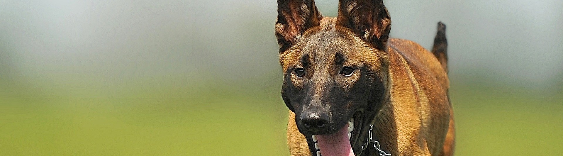 Belgisk vallhund/Malinois