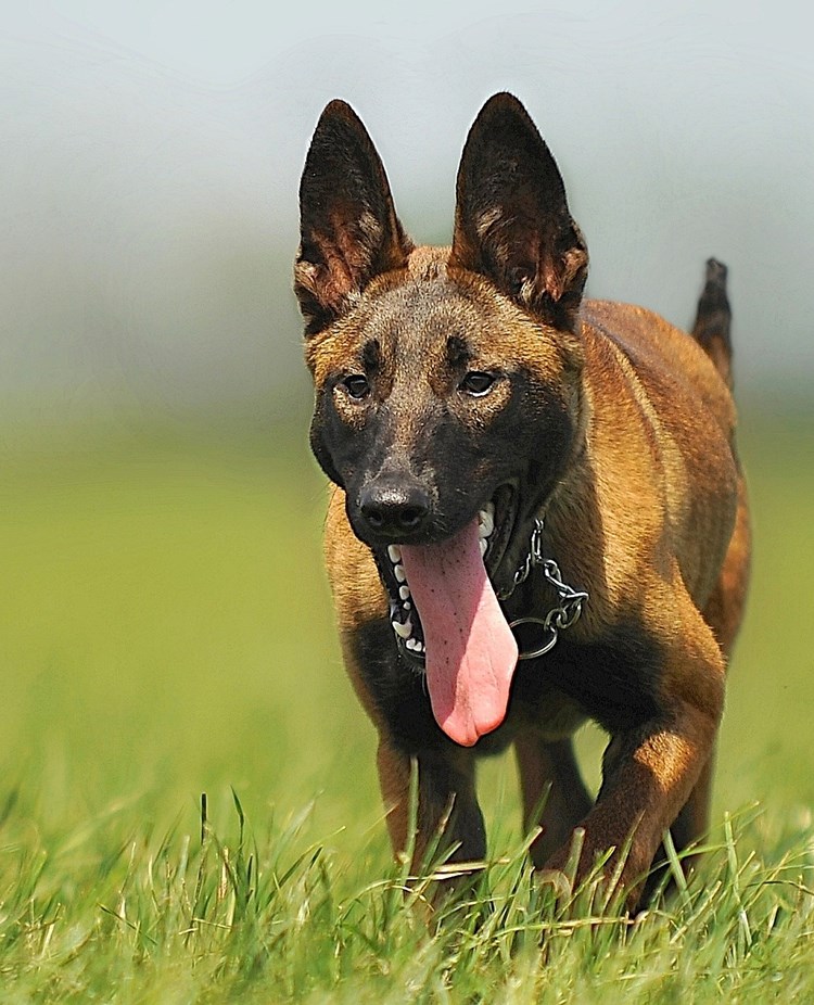 Belgisk vallhund/Malinois