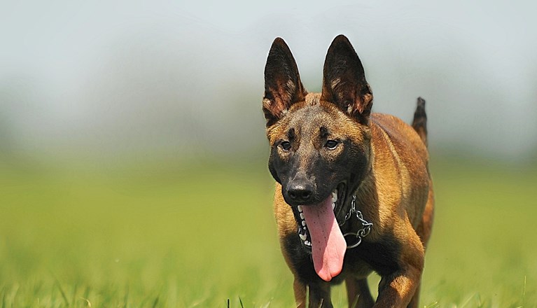 Belgisk vallhund/Malinois