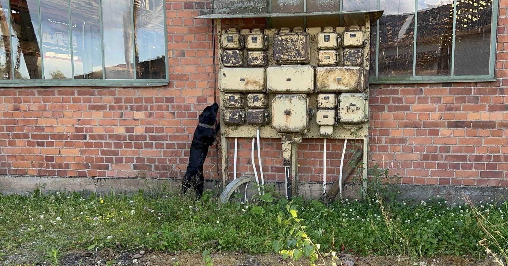 Hund som är i arbete med specialsök på röd kong