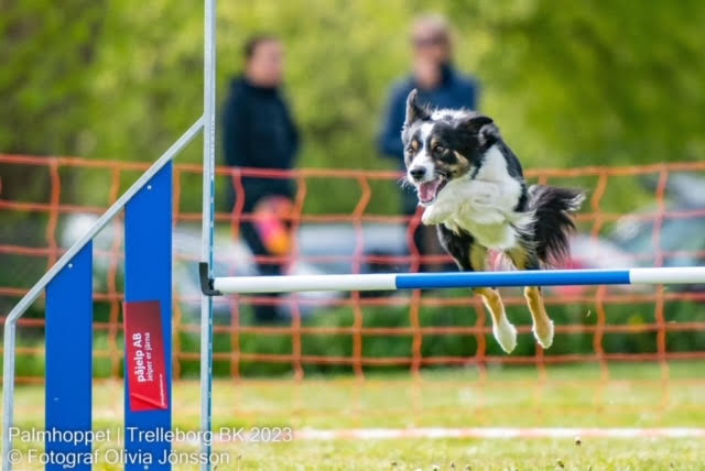 Hund i agilityhinder