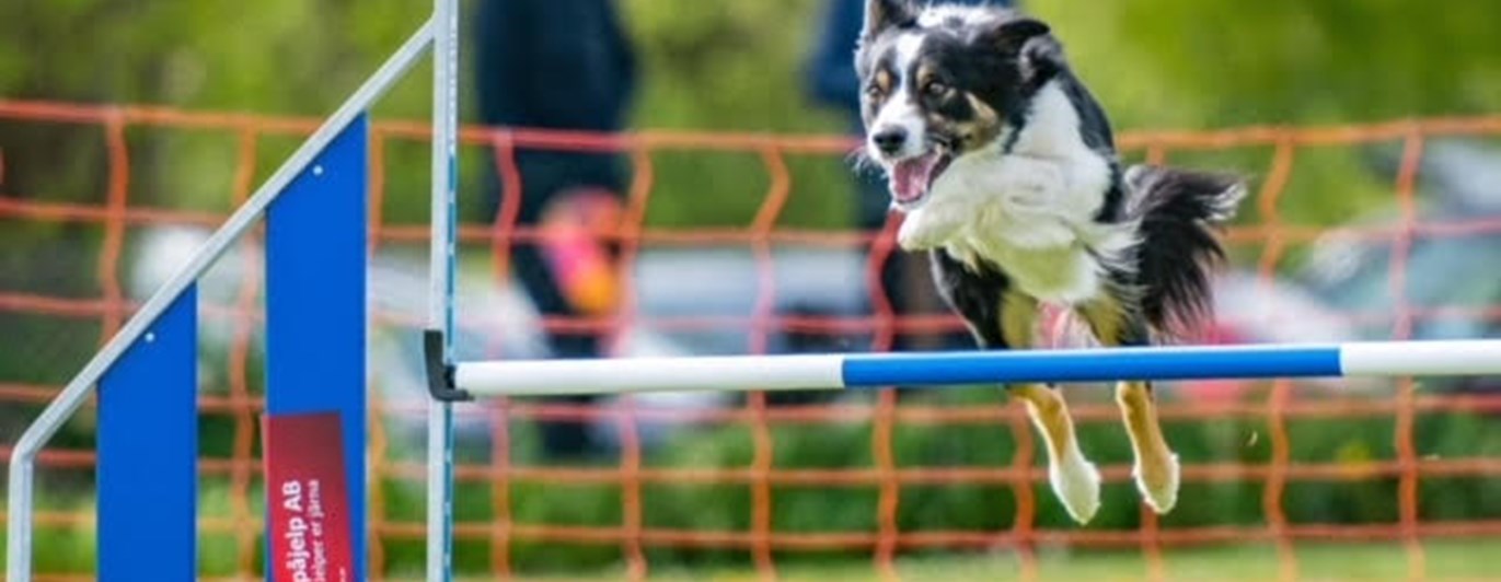 Hund i agilityhinder