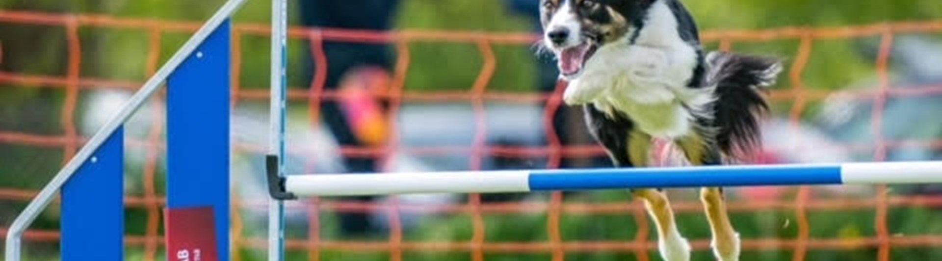 Hund i agilityhinder