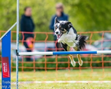 Hund i agilityhinder