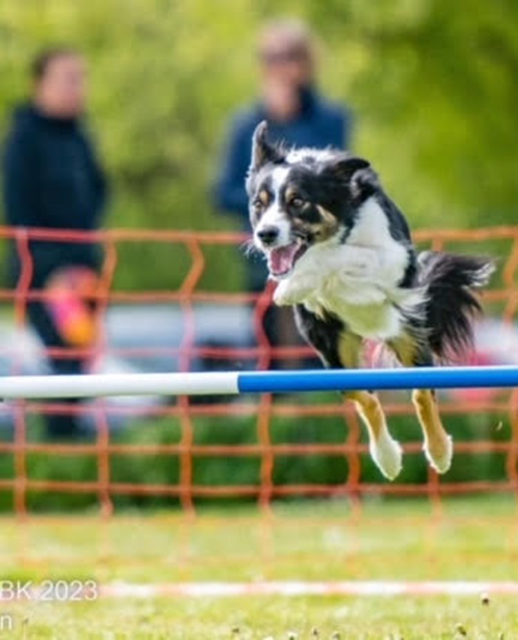 Hund i agilityhinder