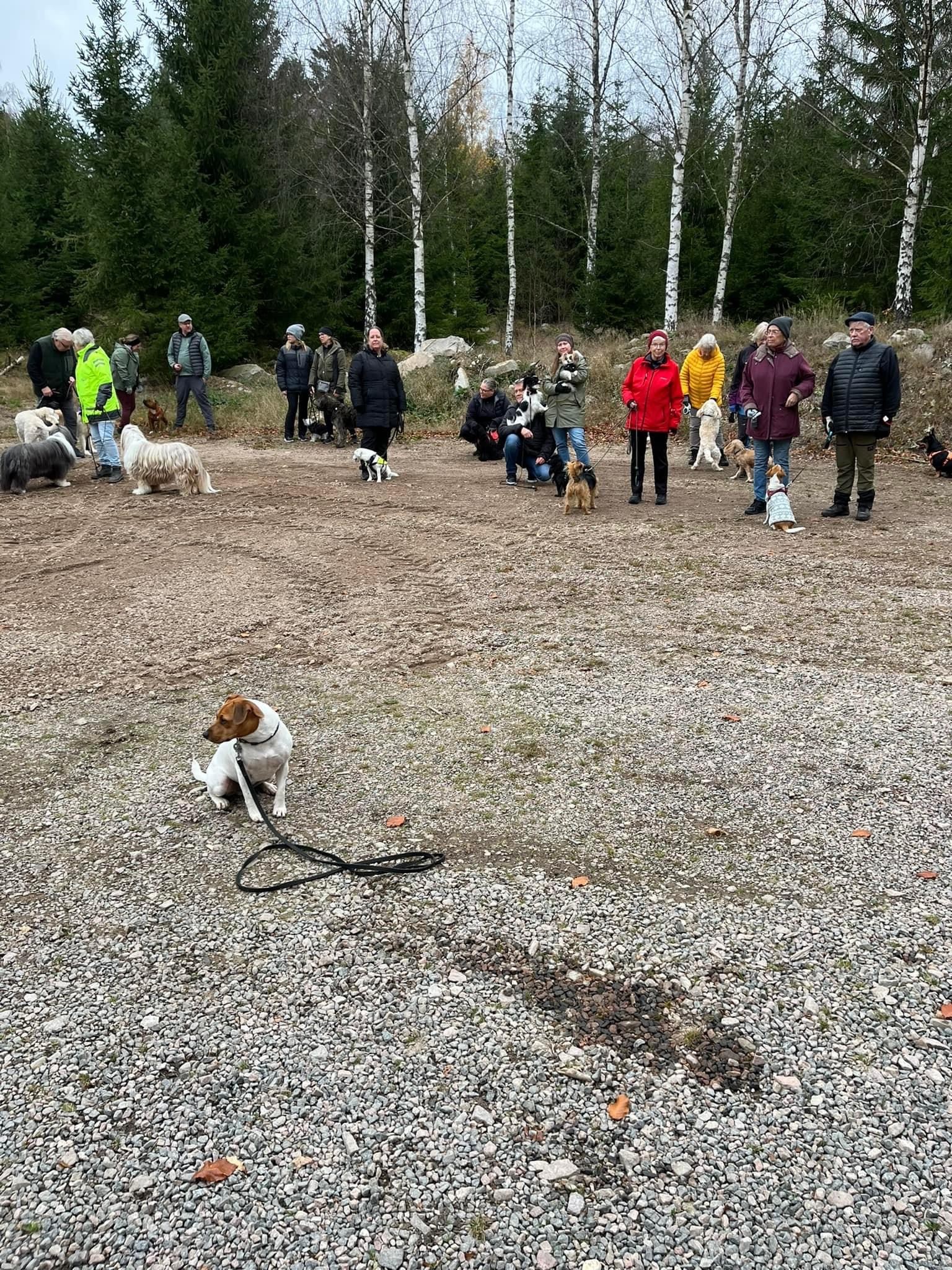 Många som är med på hundpromenad