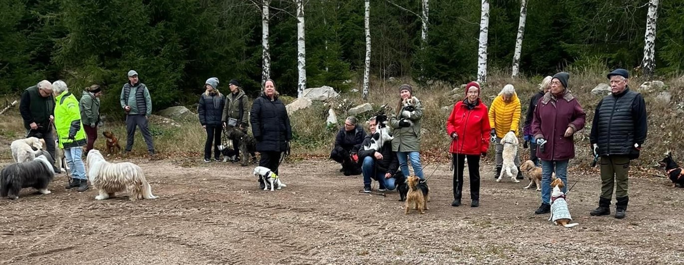 Många som är med på hundpromenad
