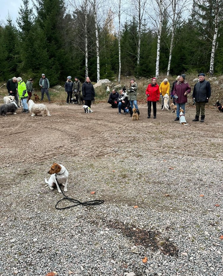 Många som är med på hundpromenad