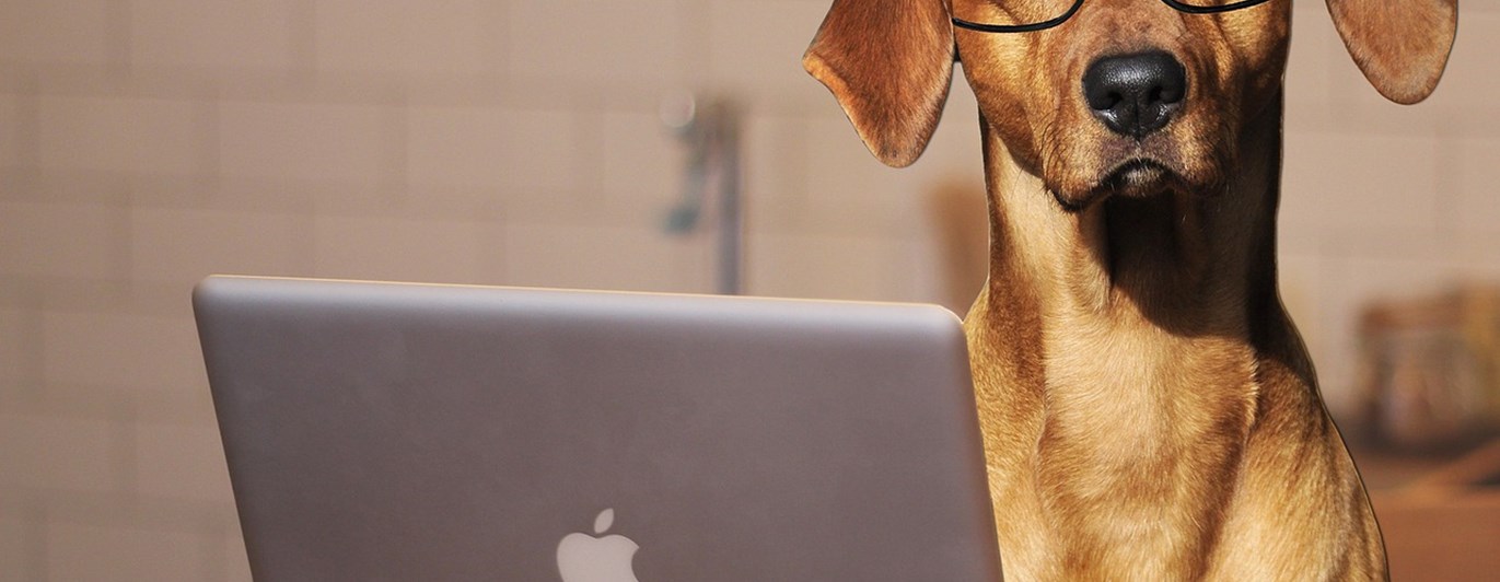 Hund vid dator