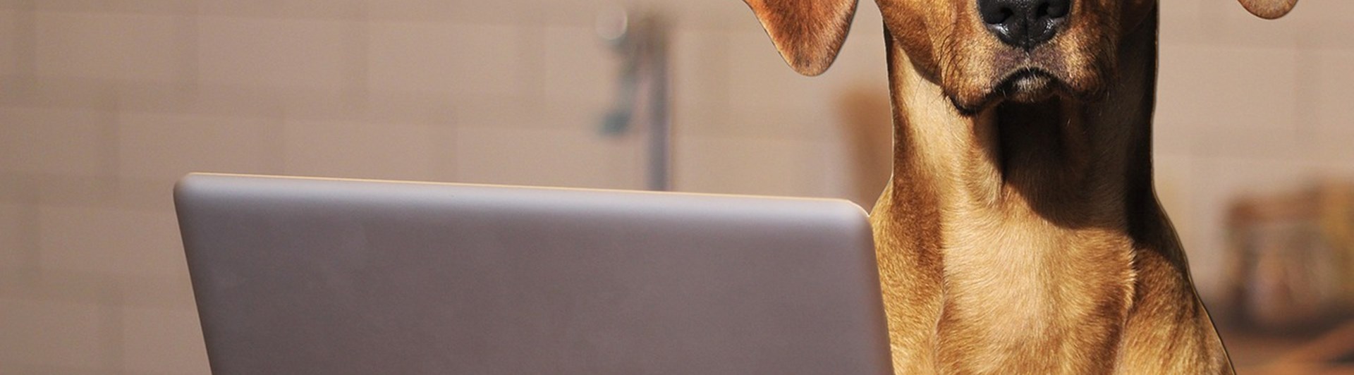 Hund vid dator