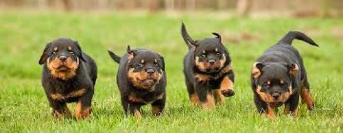 fyra valpar springer på gräs