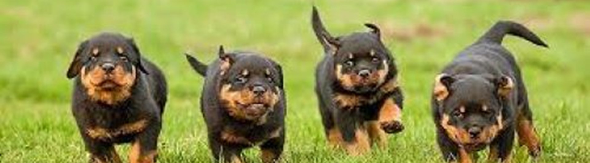 fyra valpar springer på gräs