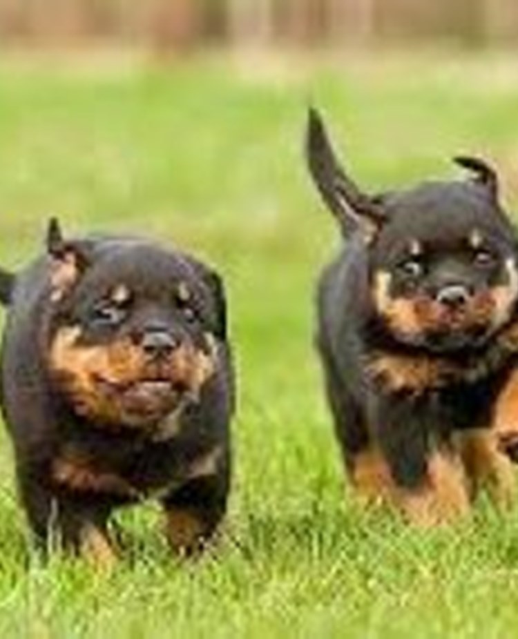 fyra valpar springer på gräs