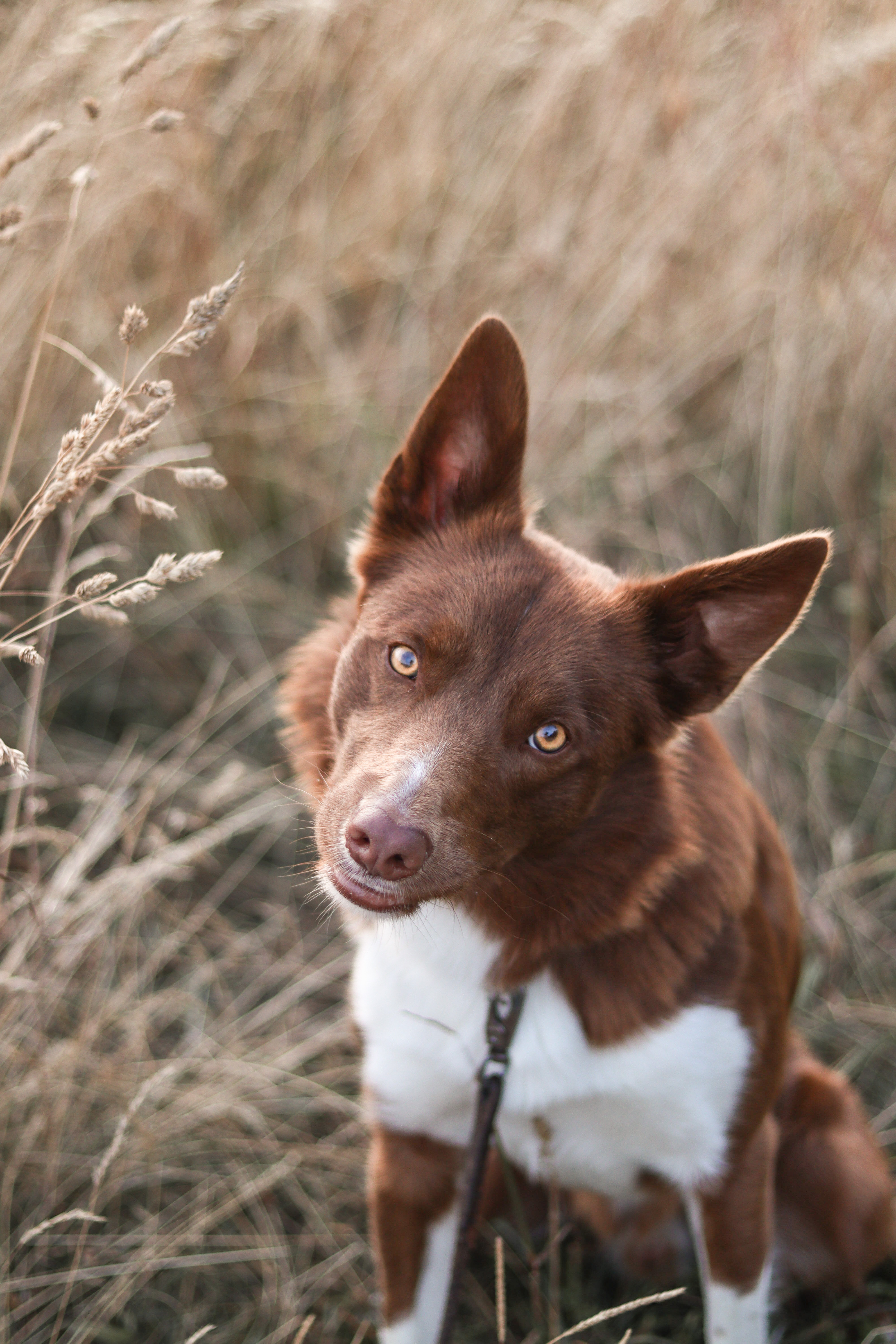 Border collie som tittar in i kameran