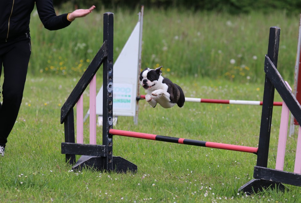 Hopp över agilityhinder