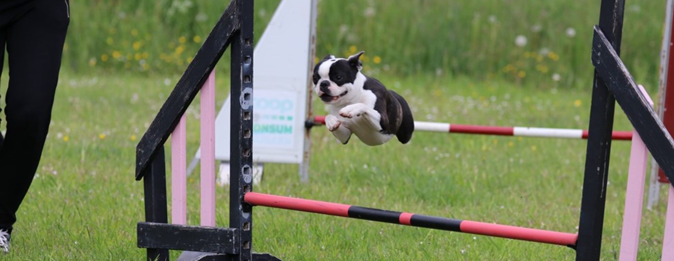 Hopp över agilityhinder