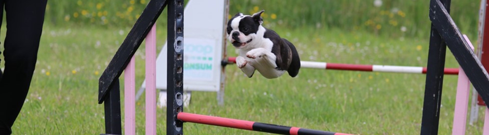 Hopp över agilityhinder