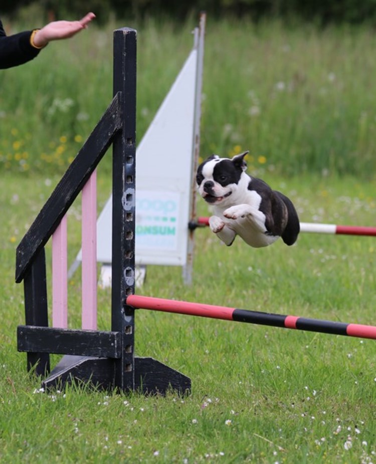 Hopp över agilityhinder