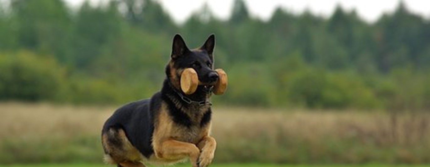 Schäfer IGP Pixabay 707002_340