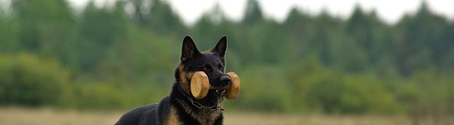 Schäfer IGP Pixabay 707002_340