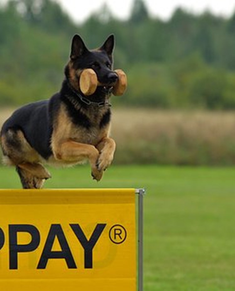 Schäfer IGP Pixabay 707002_340