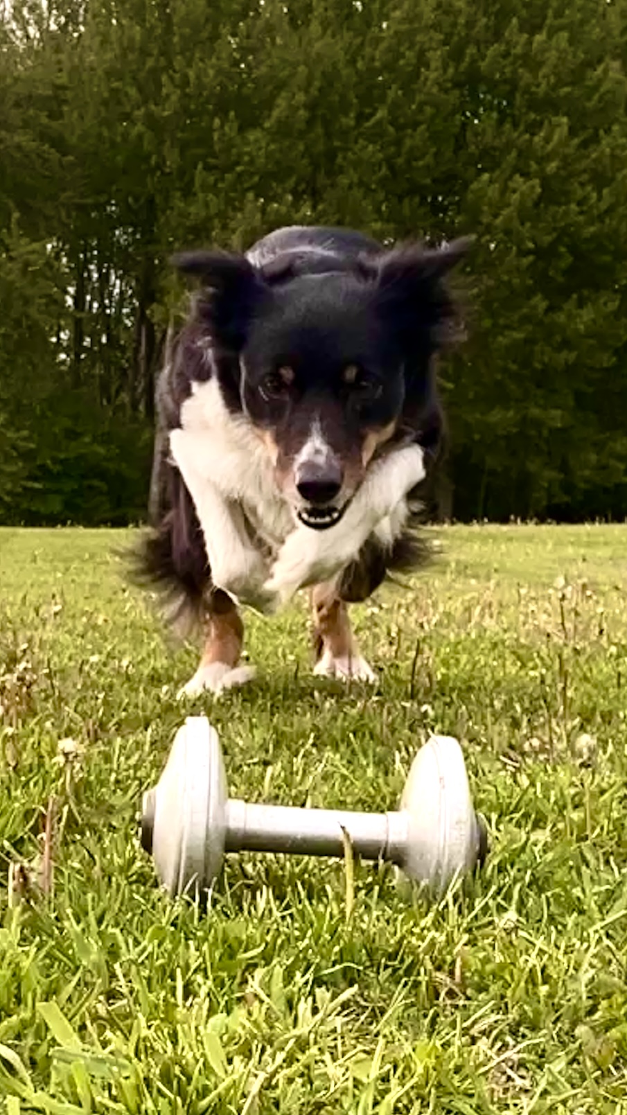 Bordercollie med apportbock