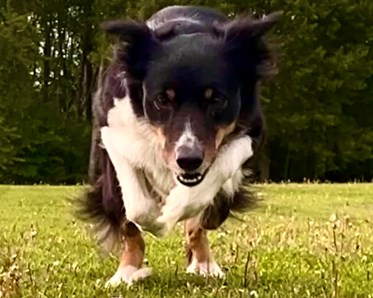 Bordercollie med apportbock