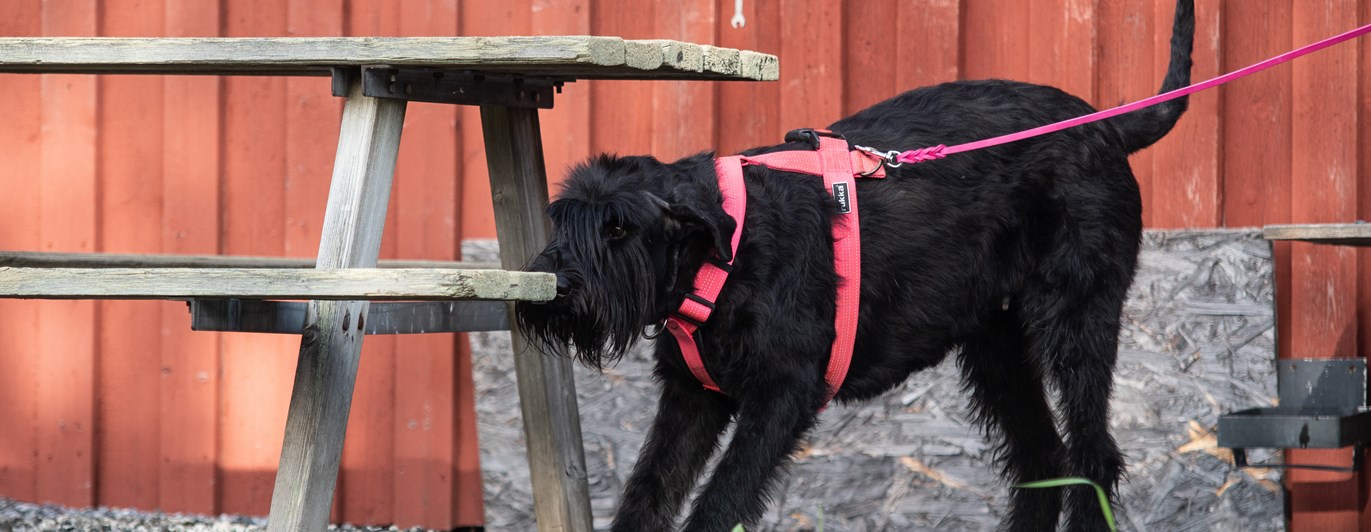 Riesen-tiken Maggie markerar en Nosework gömma på ett bord